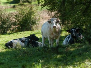 Casa de vacaciones Aywaille Entorno 32