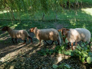 Maison de vacances Aywaille Environnement 37