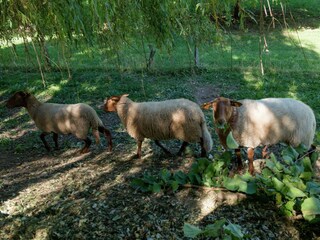 Maison de vacances Aywaille Environnement 32