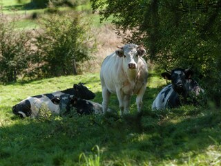 Maison de vacances Aywaille Environnement 33