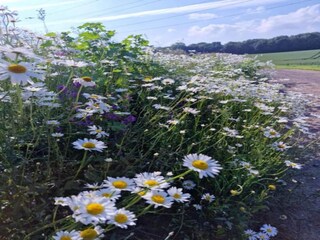 Ferienhaus Rendeux Umgebung 27