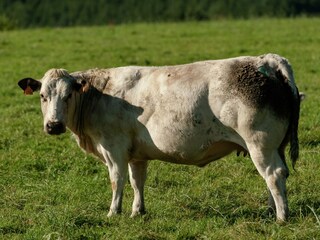 Chalet Barvaux-sur-Ourthe Environment 27