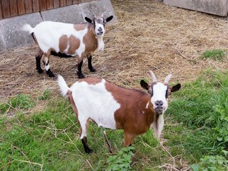 Casa per le vacanze Marche-en-Famenne  33