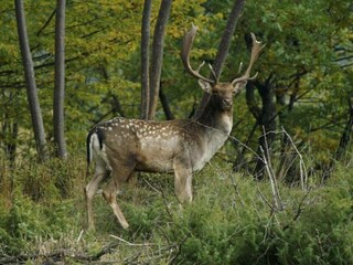 Villa Barvaux-sur-Ourthe Environnement 33