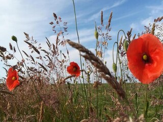 Villa Houffalize Umgebung 38