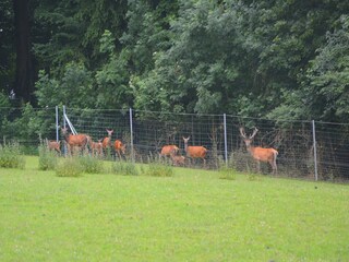 Vakantiehuis Gesves Omgeving 33