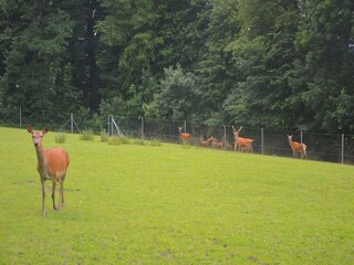 Ferienhaus Gesves Umgebung 36