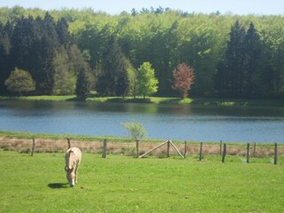 Maison de vacances Glabbeek Environnement 37