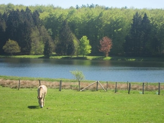 Casa per le vacanze Glabbeek Ambiente 36