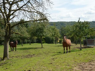 Vakantiehuis Hombourg Omgeving 35