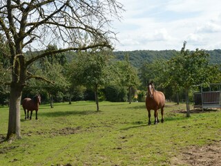 Casa per le vacanze Hombourg Ambiente 31