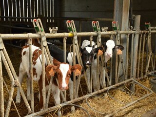 Casa per le vacanze Hombourg Ambiente 36