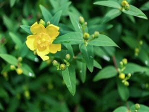 Gemütliches Ferienhaus in Waldnähe in Tessenderlo