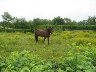 Ferienhaus Robertville Umgebung 16