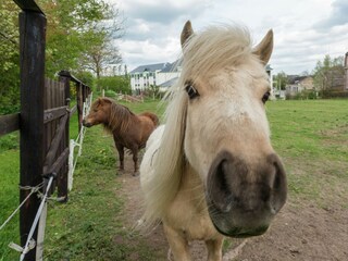 Type de propriété : Ferme Waimes  36
