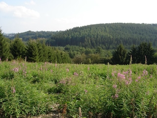 Ferienhaus Robertville Umgebung 28