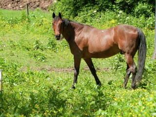 Vakantiehuisje Waimes Omgeving 31