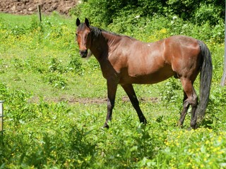 Vakantiehuisje Waimes Omgeving 31