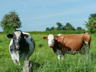 Vakantiehuisje Waimes Omgeving 26