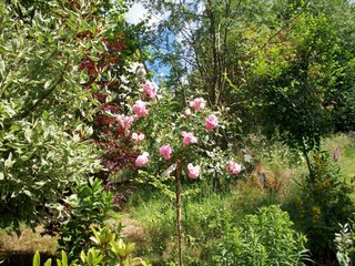 Chalet Malmedy Buitenaudio-opname 3