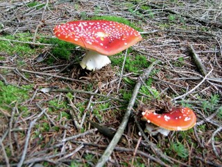 Vakantiehuis Trois-Ponts Omgeving 21