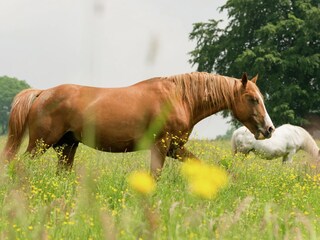 Vakantiehuisje Stavelot Omgeving 23