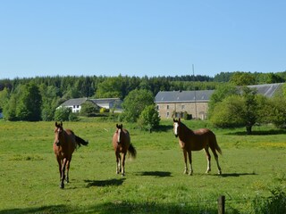 Maison de vacances Stoumont Environnement 28