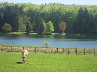 Boerderij Trois-Ponts Omgeving 15