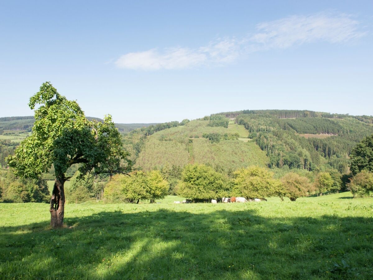 Ferienhaus Stavelot Umgebung 35