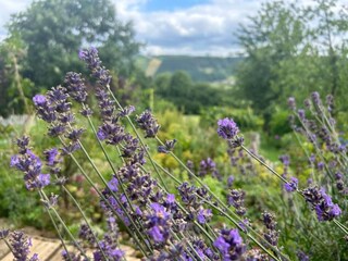 Appartement Stoumont Omgeving 31