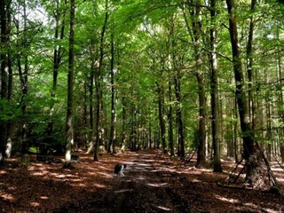 Vakantiehuisje Lierneux Omgeving 37