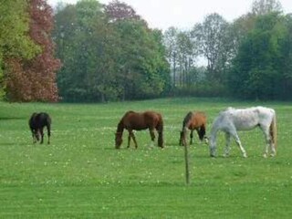 Vakantiehuis Havelange Omgeving 30