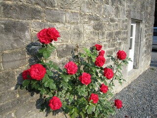 Holiday cottage Havelange Outdoor Recording 14
