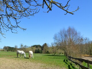 Holiday cottage Havelange Environment 36