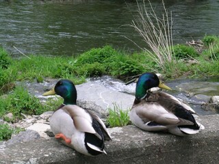 Vakantiehuisje Vresse-sur-Semois Omgeving 30