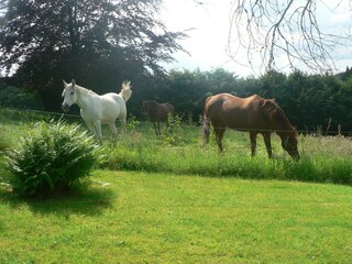 Vakantiehuisje Bièvre Omgeving 29