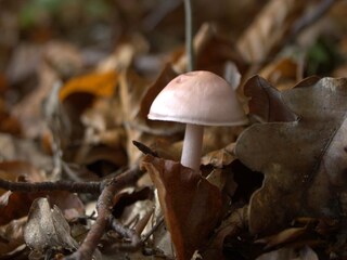 Appartement Vresse-sur-Semois Buitenaudio-opname 9