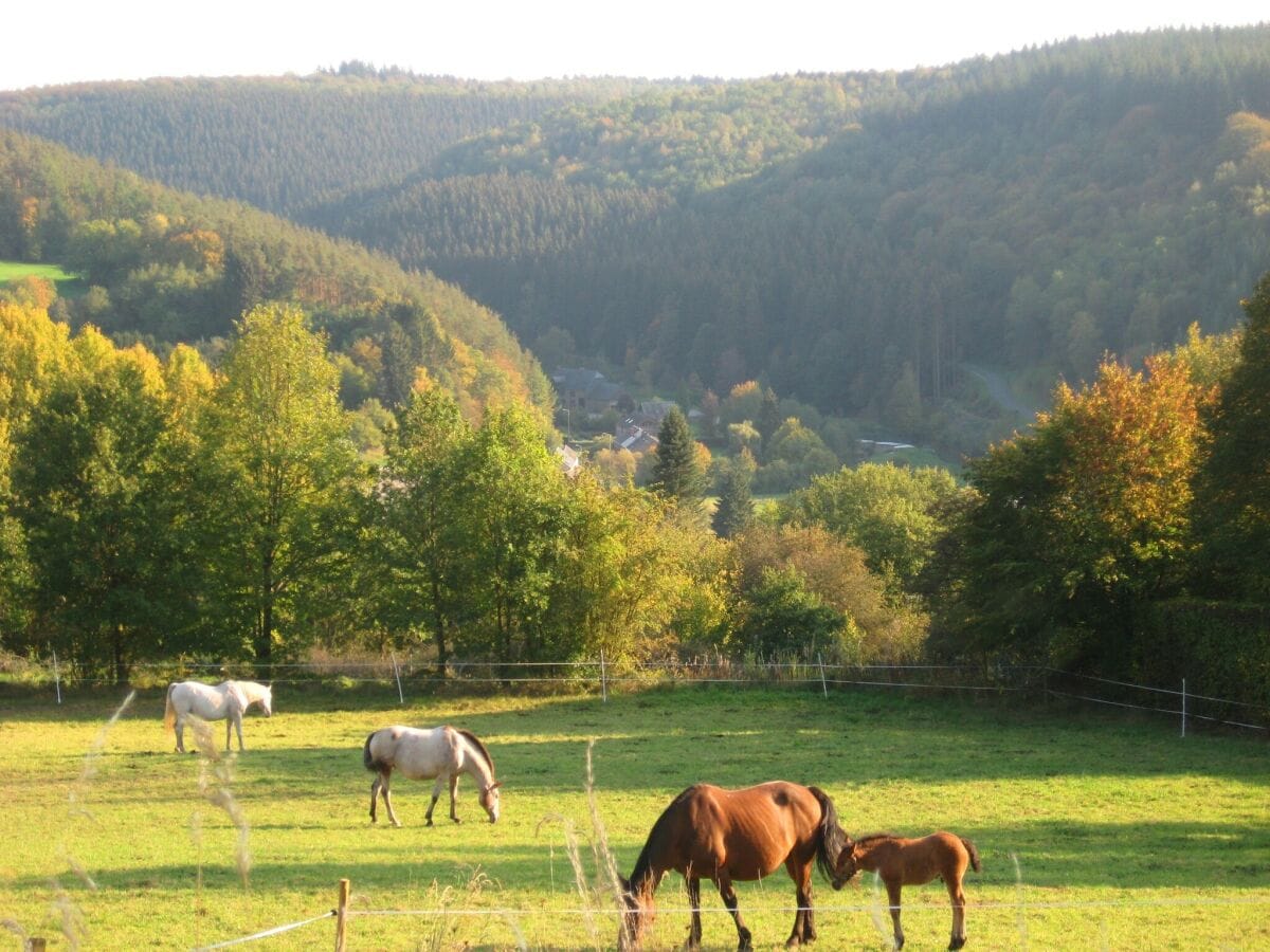 Ferienhaus Gedinne Umgebung 23