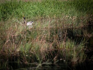 Vakantiehuis Gedinne Omgeving 32