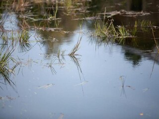 Casa per le vacanze Gedinne Ambiente 36