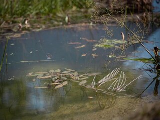 Ferienhaus Gedinne Umgebung 37