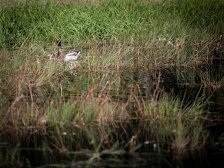 Vakantiehuis Gedinne Omgeving 37