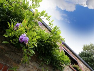 Vakantiehuis Maredret Buitenaudio-opname 4