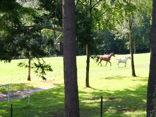 Boerderij Cerfontaine Omgeving 33