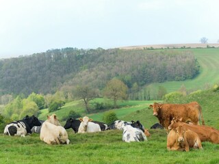 Type de propriété : Ferme Cerfontaine Environnement 34