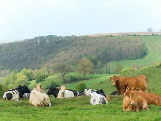 Type de propriété : Ferme Cerfontaine Environnement 38