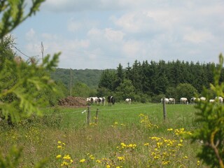 Vakantiehuisje Couvin Omgeving 32