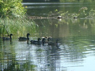 Maison de vacances Couvin Environnement 31