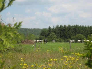 Maison de vacances Couvin Environnement 35