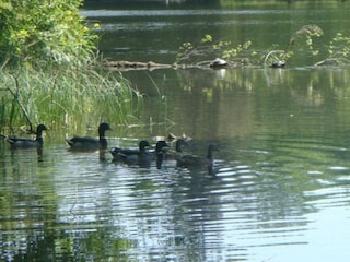 Vakantiehuisje Couvin Omgeving 32